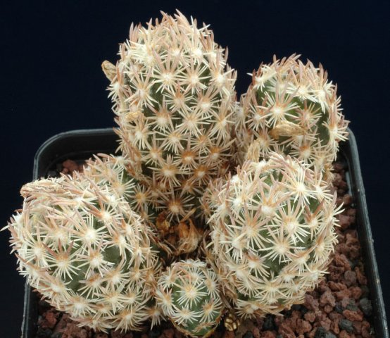 Escobaria_nelliae